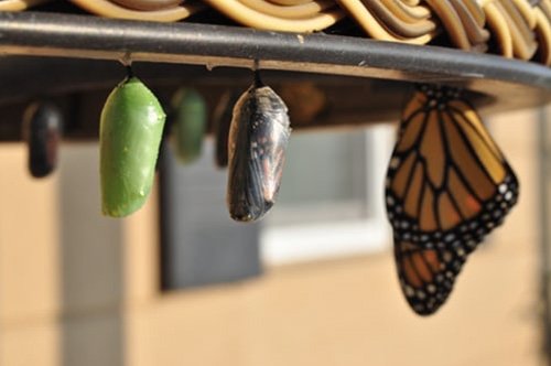 Butterflies - growth mindset