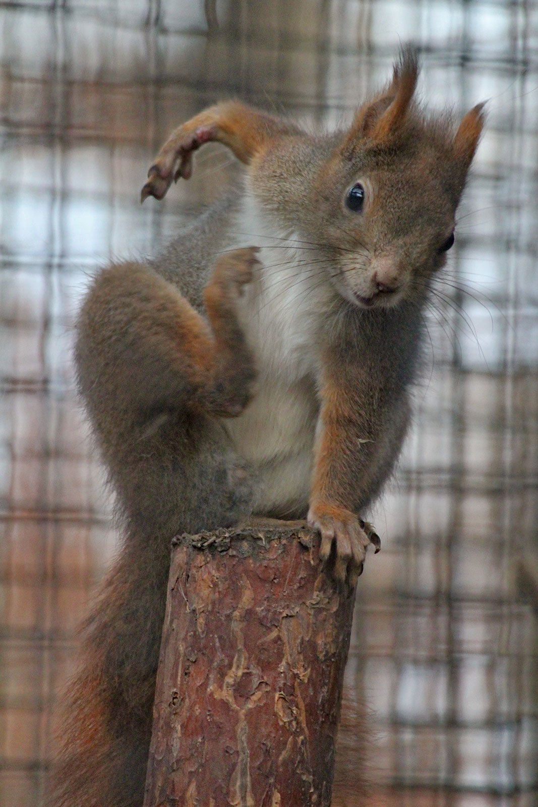 Squirrel - business agility is fundamental to success